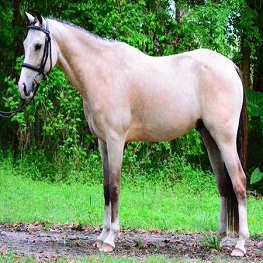 Horse buy & sale